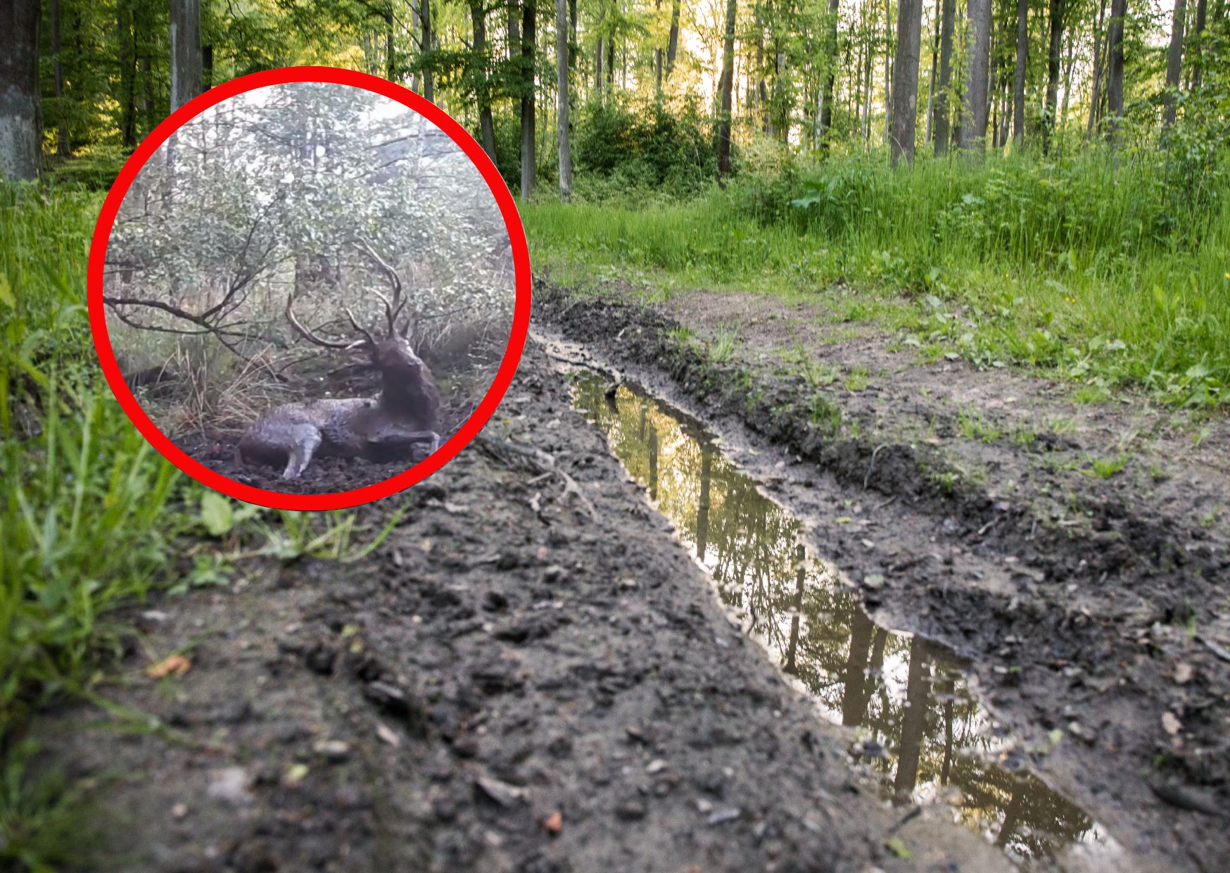 Jeleń został przyłapany podczas kąpieli 