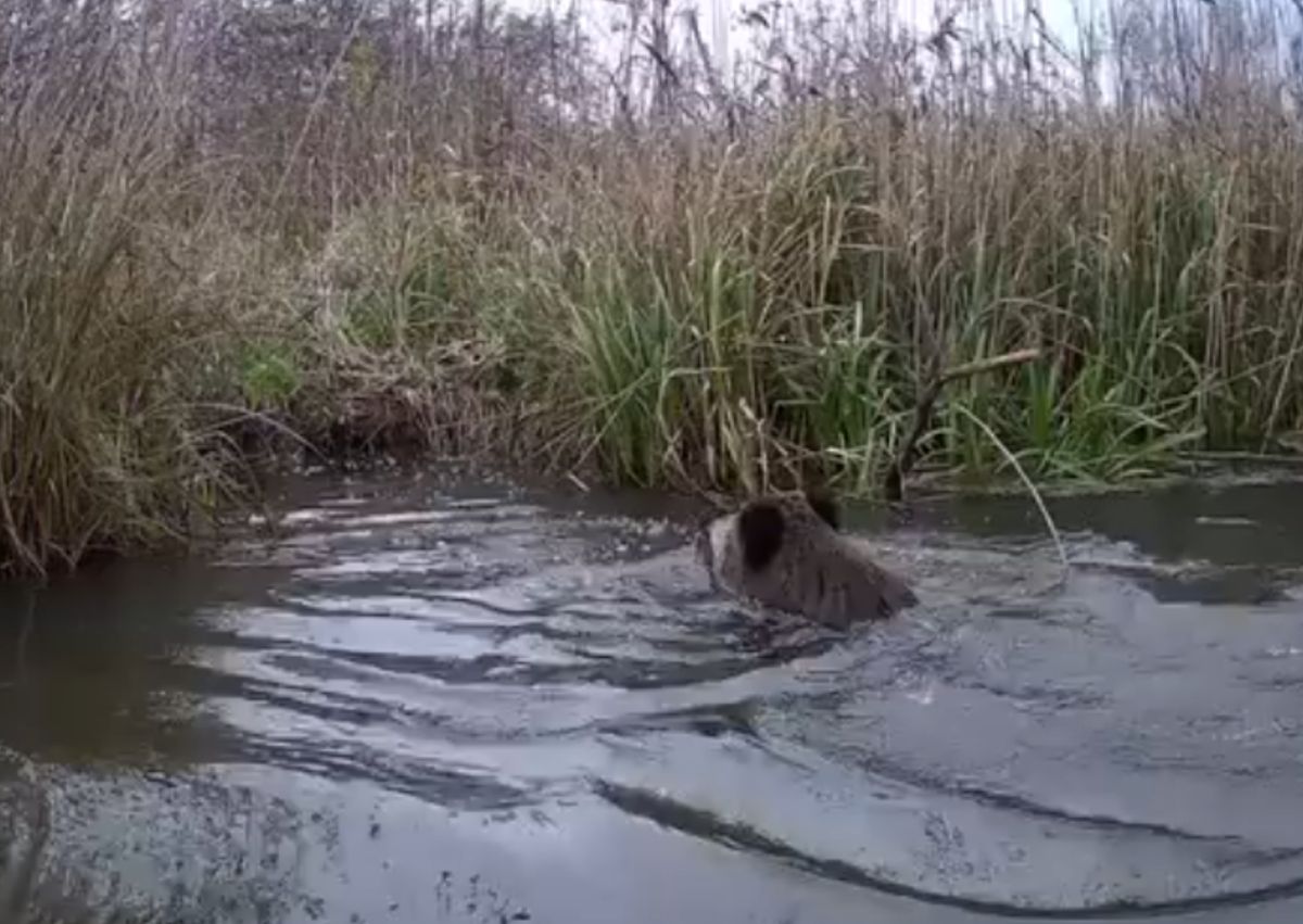 Oto, jak zachował się dzik