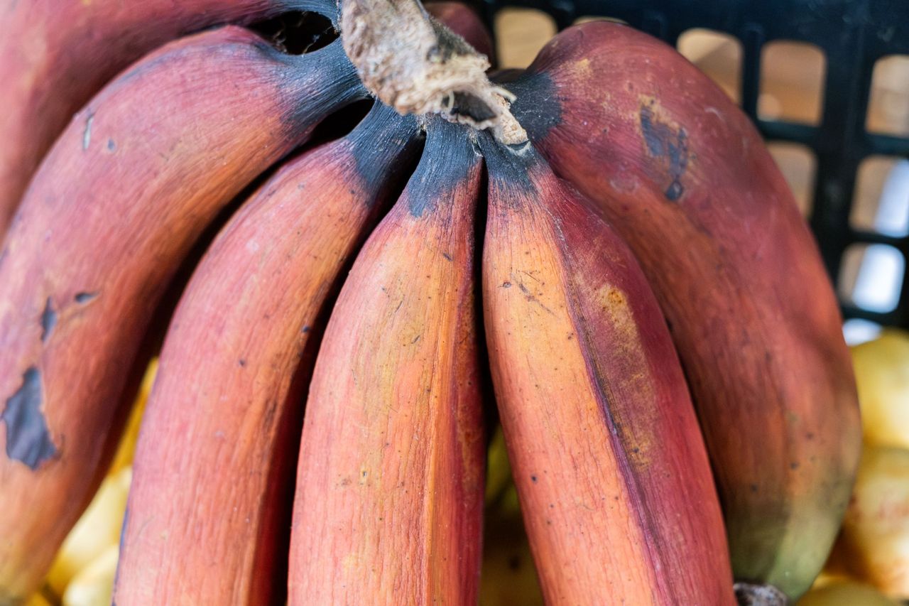 Jak czerwone banany wspierają zdrowie jelit i serca?