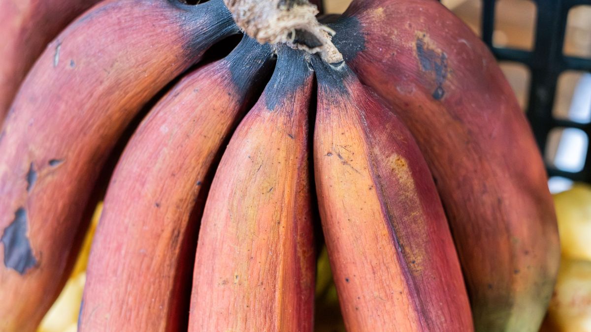 Czerwone banany mogą być wartościowym elementem diety.