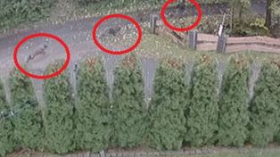 Samosąd na psach z Brennej? Hipoteza się potwierdza. Będzie sekcja