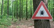 Zaczynają budzić się szybciej niż zwykle. W lasach rozpoczyna się inwazja