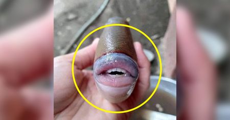 Ryba z "ludzkim zębami"? Internet oszalał, ale ekspert tonuje reakcje