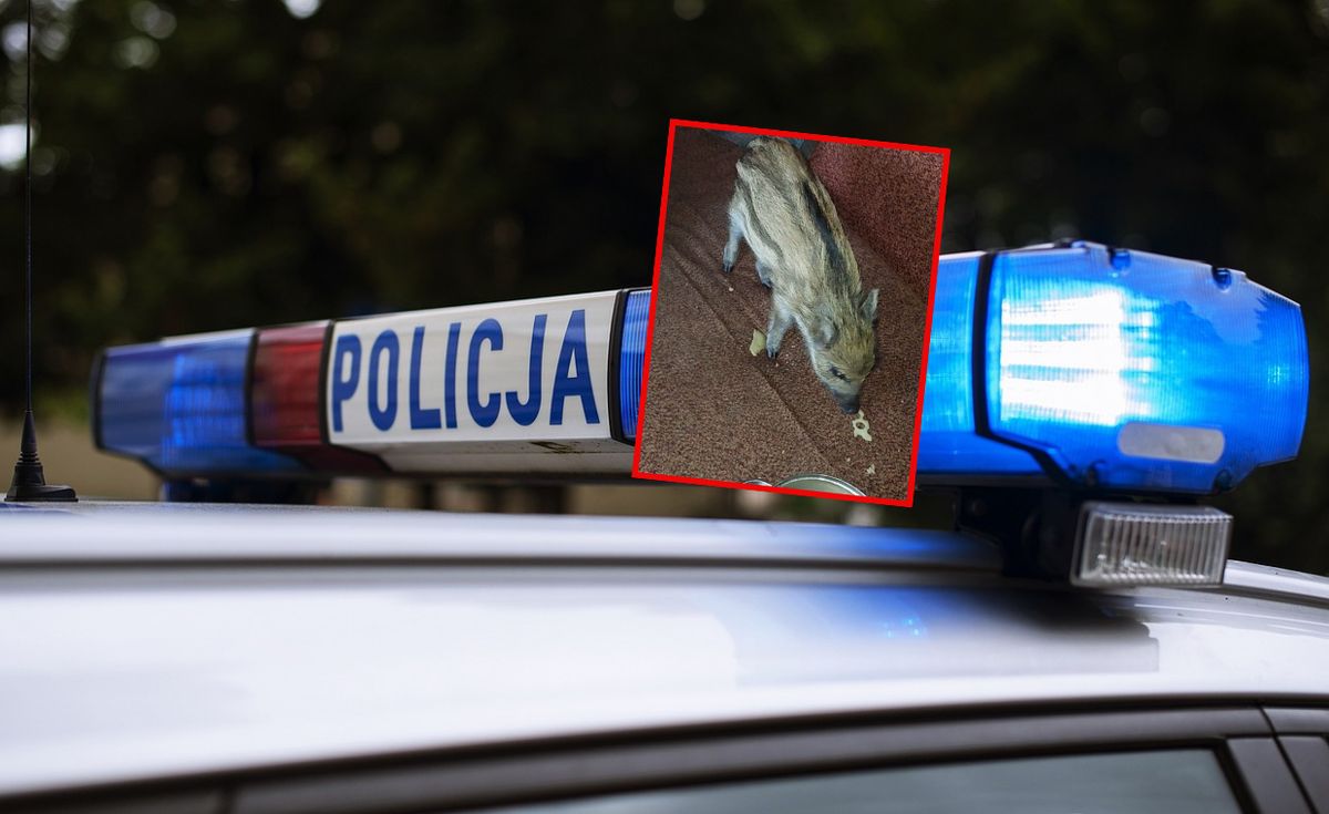 policja, dzik, prawo łowieckie Dzielnicowi nie dowierzali. W domu znaleźli małego Bohunka