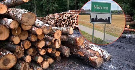 Z Nidzicy zniknęły 4 hektary lasu. Samorząd zawiadamia policję
