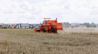 Skoszą zboża i zapewnią transport. Ile kosztują usługi na czas żniw?