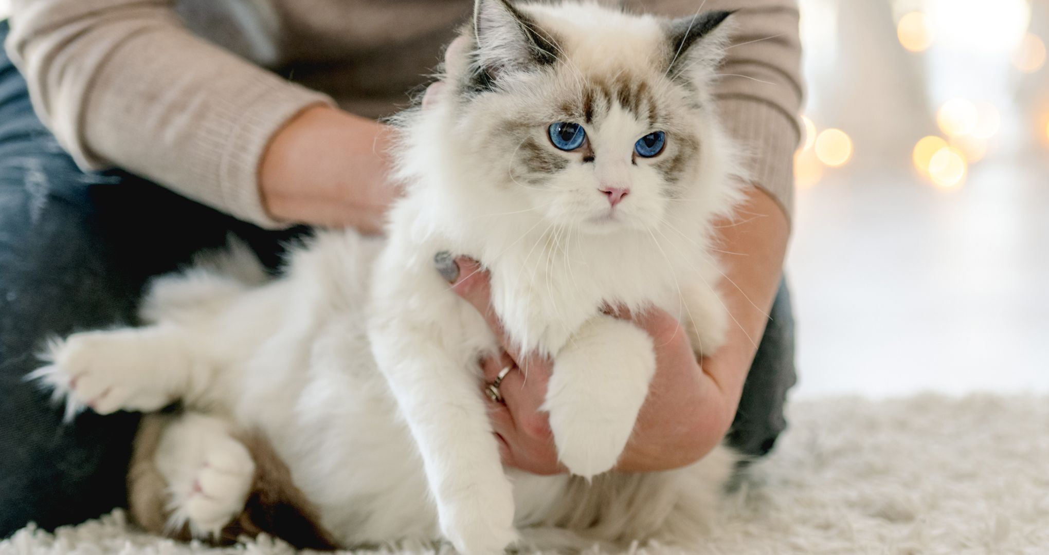 Ragdoll