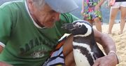 Pingwin, który pokochał człowieka. Niezwykła historia z Brazylii