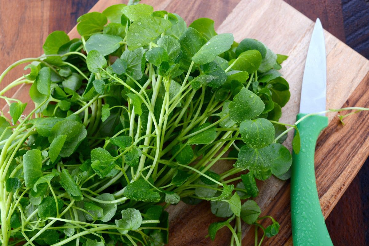 You can grow it on the windowsill. It's healthier than a tomato or a carrot.