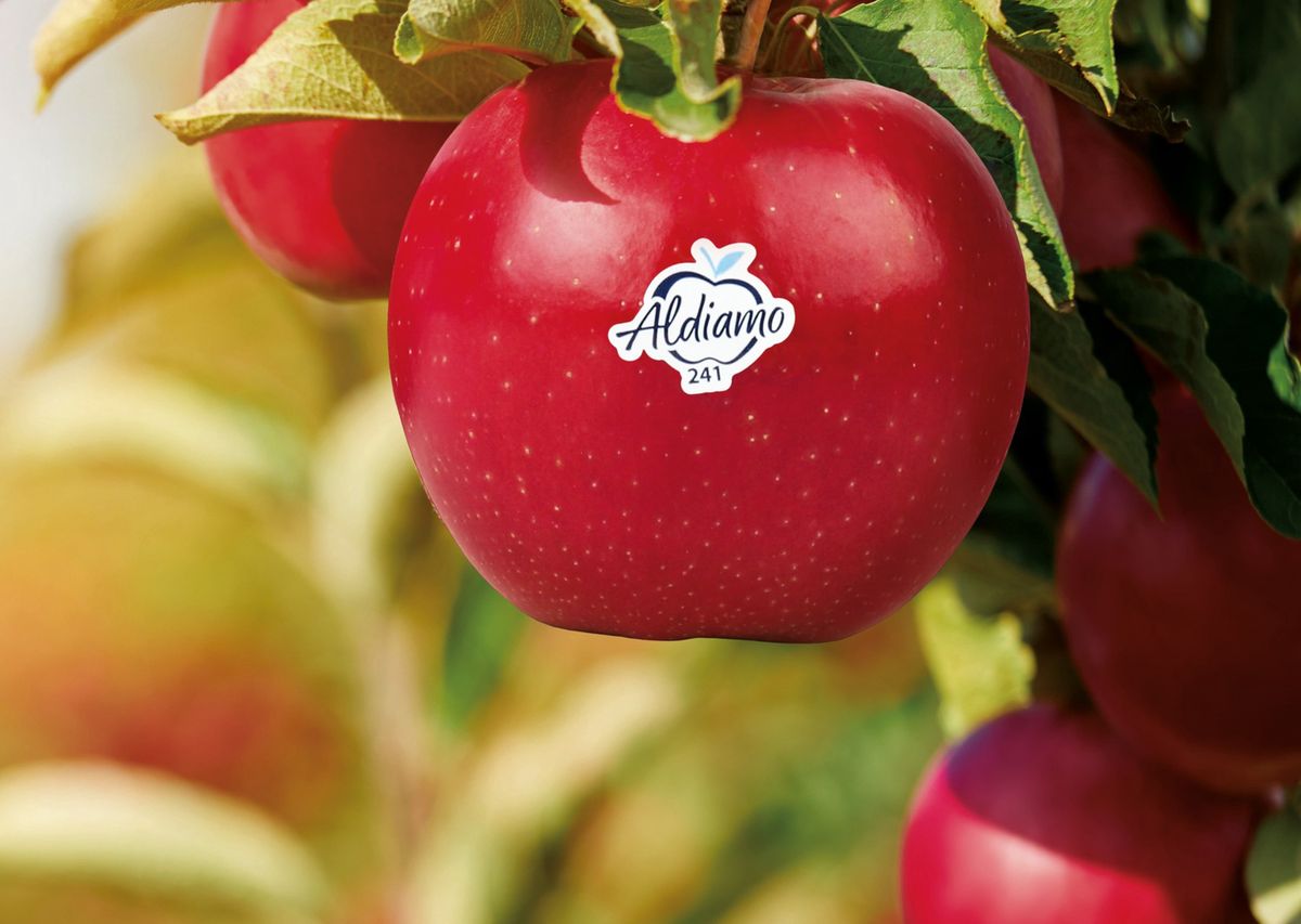Aldi Süd wprowadza własną odmianę jabłek o nazwie Aldiamo