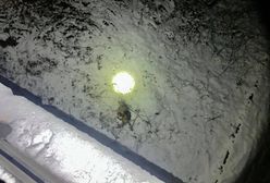 Siedlęcin. Ktoś zrzucił psa z wiaduktu. Nagroda za wskazanie sprawców bestialskiego czynu