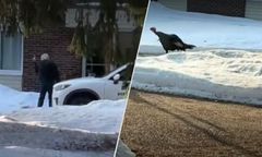 Agresywny indyk sparaliżował kanadyjskie miasteczko. Jest nagranie z ataku