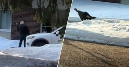 Agresywny indyk sparaliżował kanadyjskie miasteczko. Jest nagranie z ataku