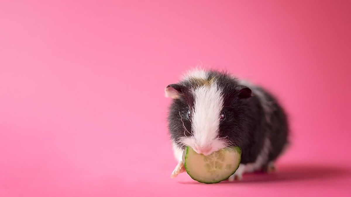 Marloes uważa świnkki morskie za najlepsze zwierzątka domowe na świecie.