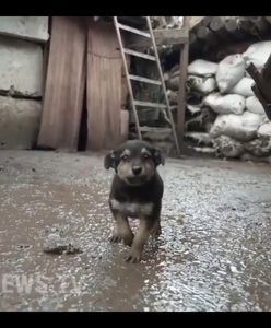 "Rambo". Dzielny szczeniak "chroni" ukraińskich żołnierzy na pierwszej linii