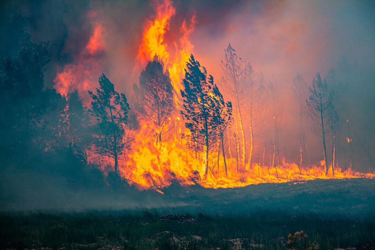 Pożar lasu sosnowego w La Teste-de-Buch we Francji