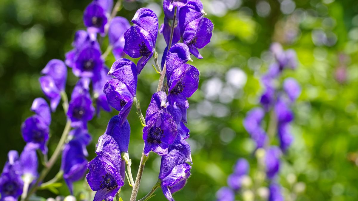 Ta roślina jest bardzo trująca. Lepiej uważaj na tojada 