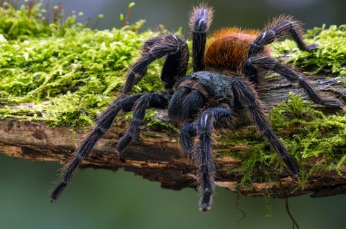 Najgroźniejsze zwierzęta świata - ptasznik