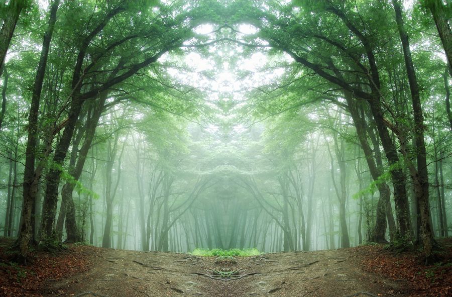 Saving Amazon rainforest: High cost of environmental protection