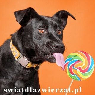 czy pies może jeść słodycze