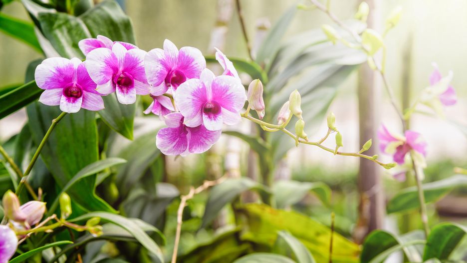 Storczyki należy podlewać umiejętnie