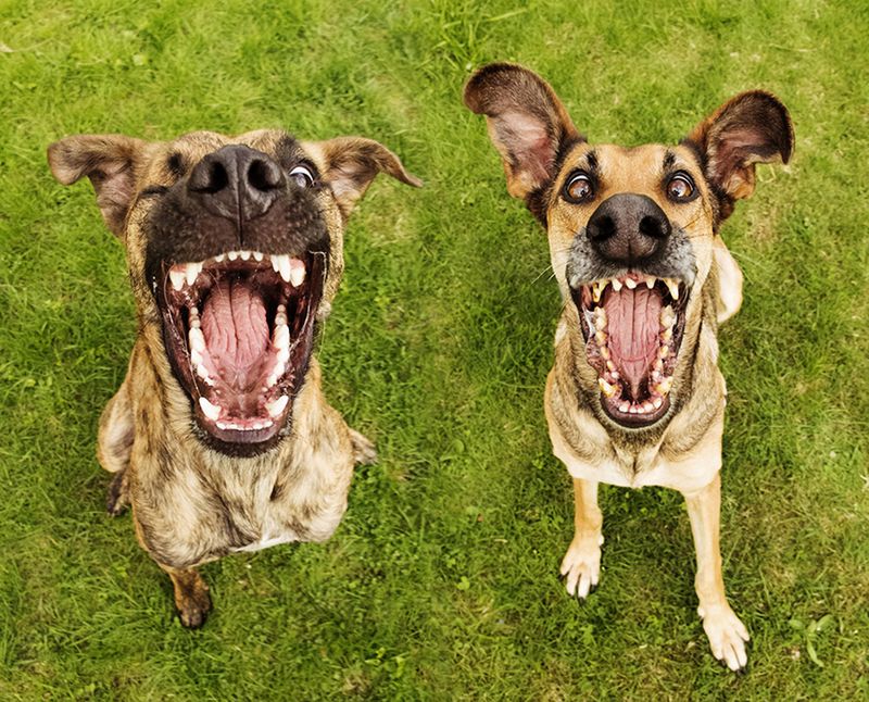 Pełne ekspresji portrety psów Elke Vogelsang 9