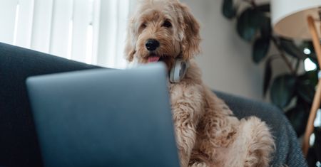 Badanie Samsung Pet Living – przyszłość technologii dla zwierząt