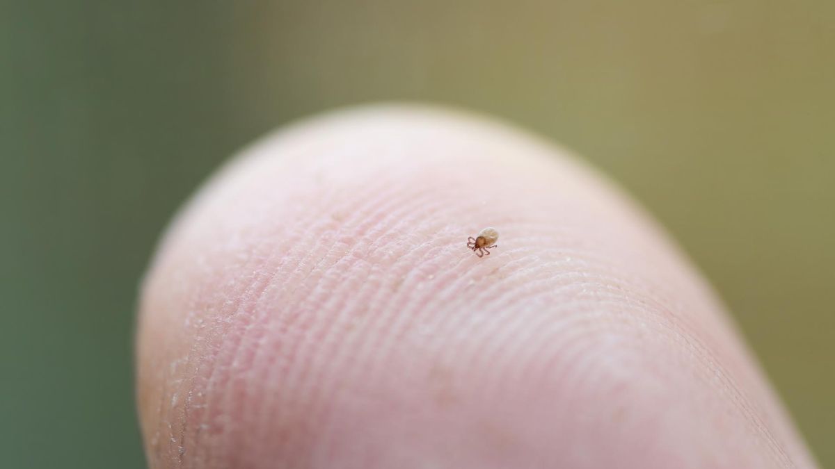 Ukąszenia przez nimfę kleszcza nie powinno się lekceważyć