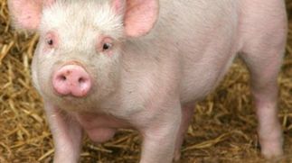 Odchody różowej świnki energią dla gazowej turbinki 1