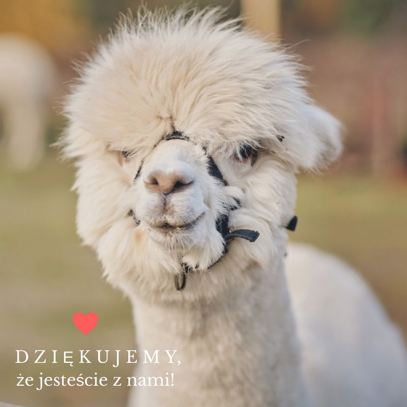 Tylko w stolicy. Spędź niedzielę z alpakami