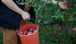 To oni zastąpią Ukraińców. Będą pracować w sadach oraz na polach