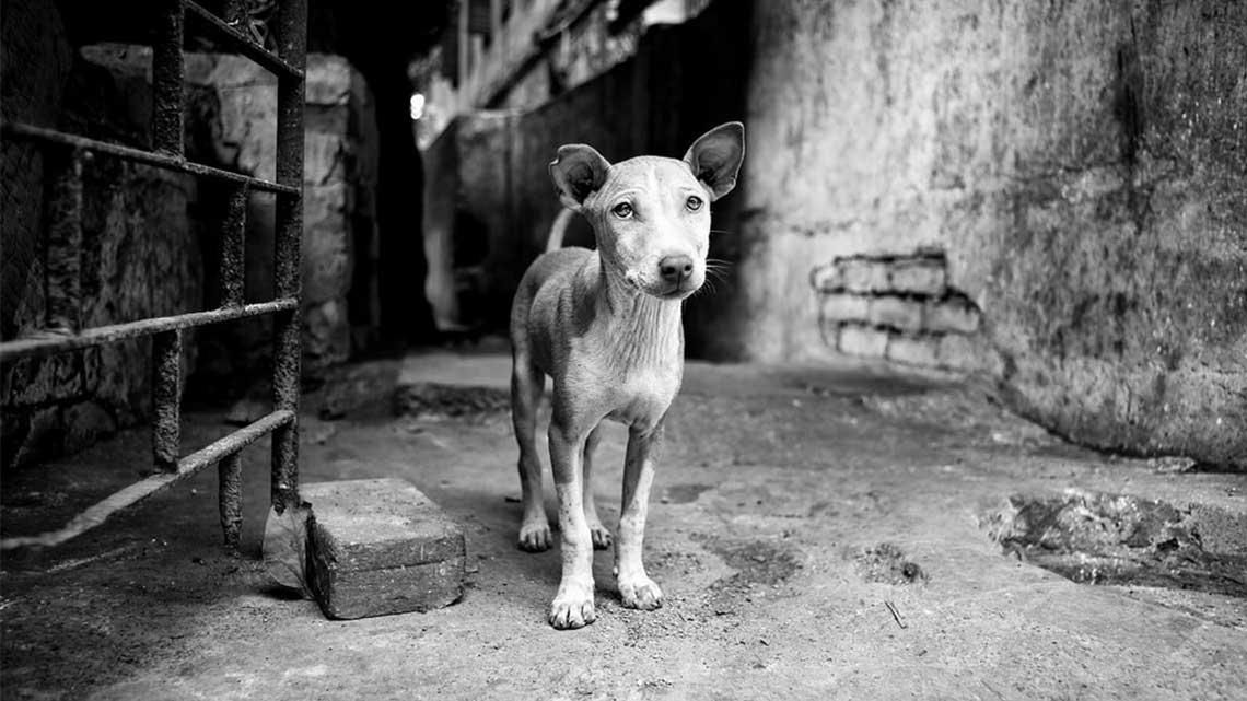 Londyński streetowiec nadaje psom "ludzkie twarze". To niesamowite, emocjonalne portrety 1