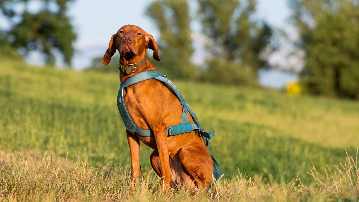 Materiały prasowe / Źródło: materiał partnera