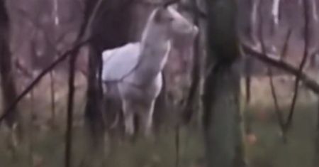 Nagrany w Borach Tucholskich. Leśnicy: Ten widok oznacza jedno