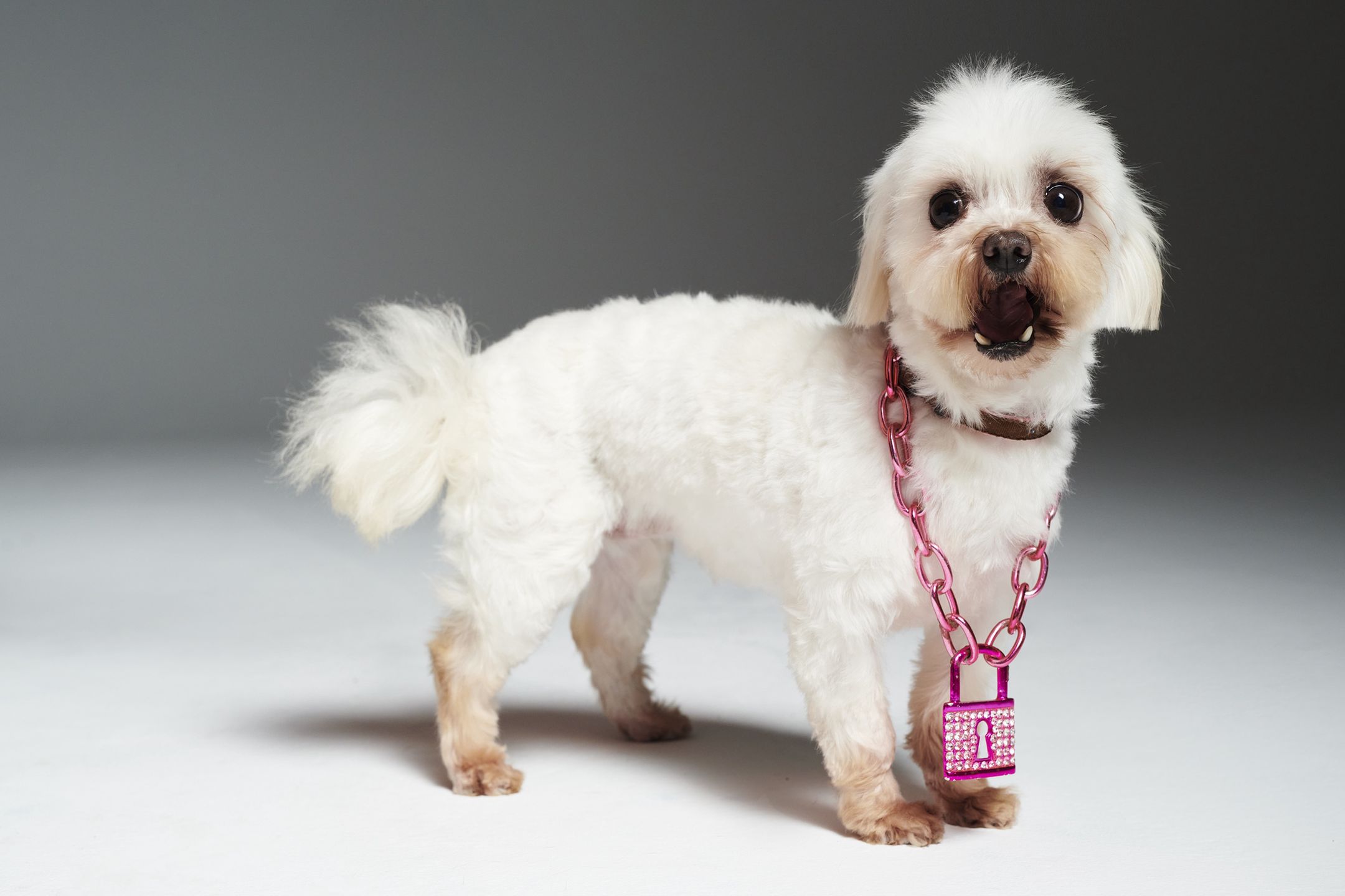 Pudelek szuka domu dla Poppy