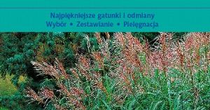 Na ulicy czarnej siostry nie ma świetlanej przyszłości