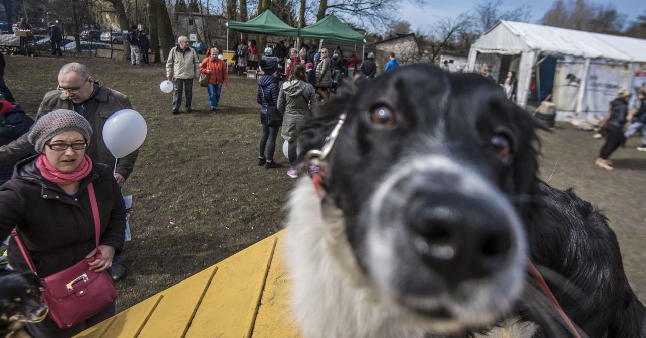 Piknik dla Psich Brzuszków w Radomiu. Zbiórka karmy, porady i atrakcje