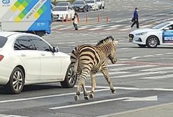 Zebra biegała po ulicy. Mieszkańcy nie dowierzali