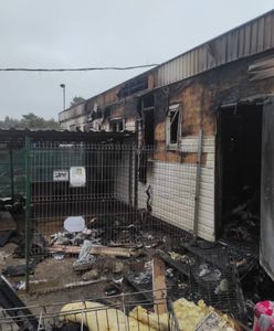 Blisko pół miliona w jeden dzień. Rekordowa zbiórka na rzecz schroniska