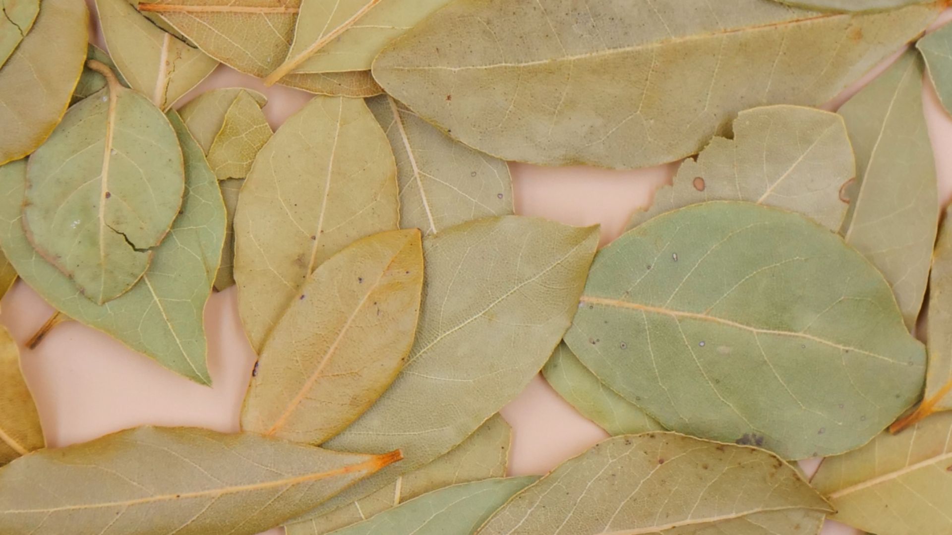 Liść laurowy wspiera trawienie, pomaga w stresie i łagodzi stany zapalne.