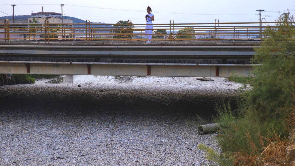 Widok martwych ryb i odór są nie do zniesienia