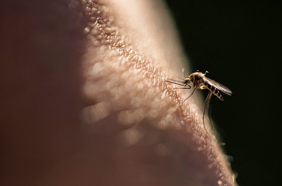 Jak skutecznie odstraszyć komary? Fot. Getty Images