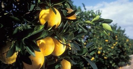 Genetycznie modyfikowane drzewa zastąpią naturalne cytrusy?