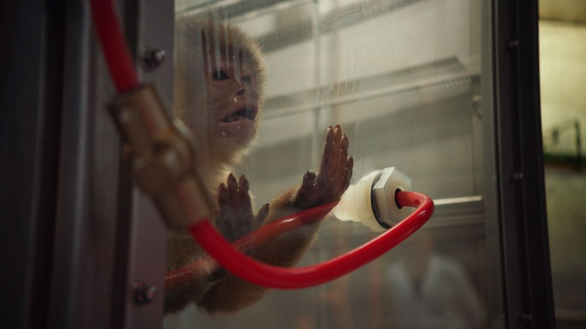 Eksperymentowano na małpach, ale nie na ludziach. Wyjaśniamy metody badawcze niemieckich producentów