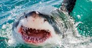 Makabryczny atak rekina. Kobieta miała ogromne szczęście
