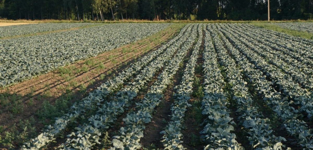 Skuteczne zwalczanie pędraków na plantacjach warzyw