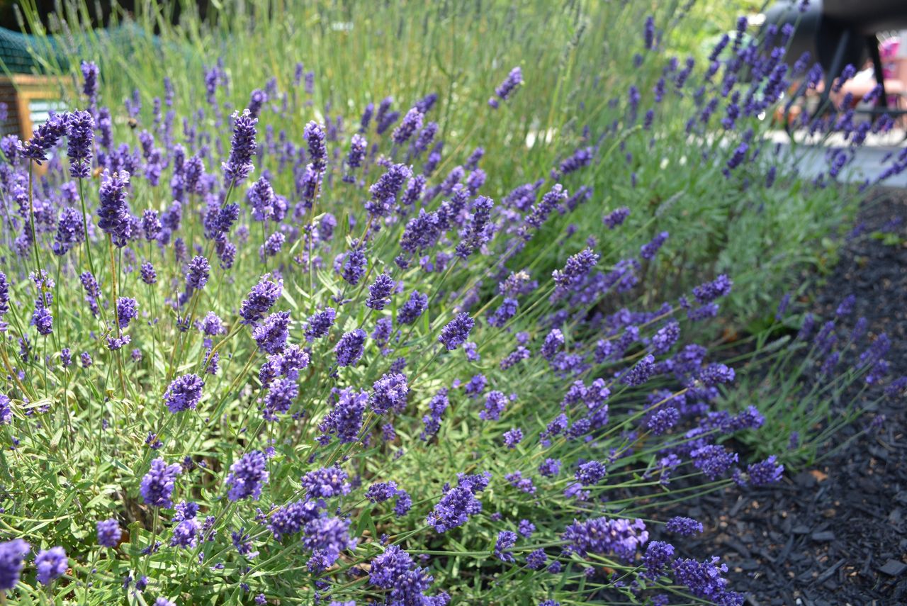 Lavendel