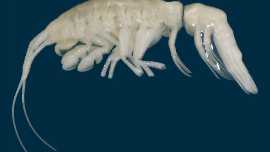 Dulcibella camanchaca