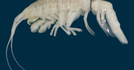 Dziwaczny predator z głębin. Żyje na głębokości 8 km