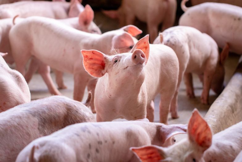 Ani mięsa, ani mleka. Jest decyzja ws. zakazu wjazdu towarów ze Słowacji